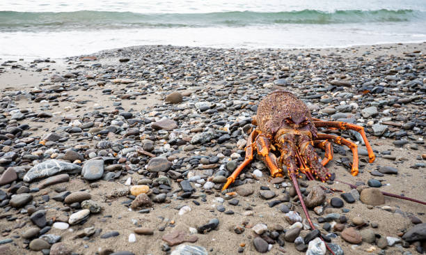 Hermit crab using beach trash as a home due to lack of shells and too much garbage