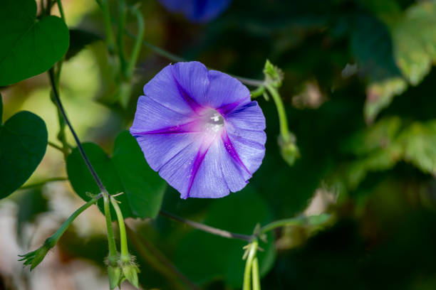 Common Morning Glory Flower
