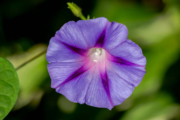 Morning glory flower in the garden