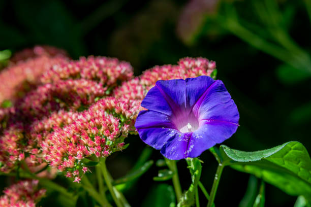 Morning glory flower in the garden