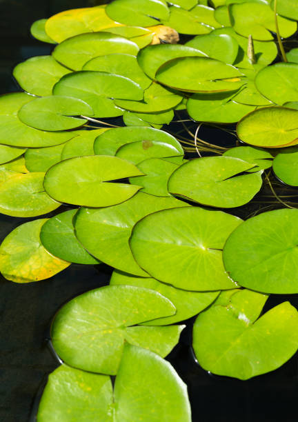 istock Water lily plant growing in a pond 2187364818