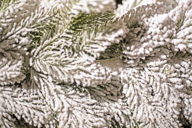 natural background of Christmas tree branches sprinkled with snow