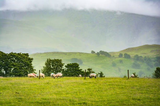 istock Sheep Grazing in the Lake District 2187367640