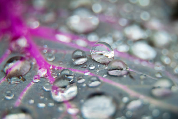 Dew drops on a leaf of ornamental cabbage. Macro photography. Selective Focus
