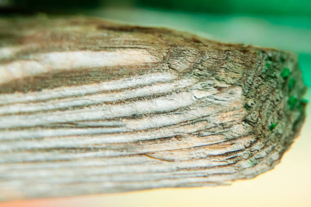 A dry, layered wood structure with remnants of green paint. Macro photography. Selective focus