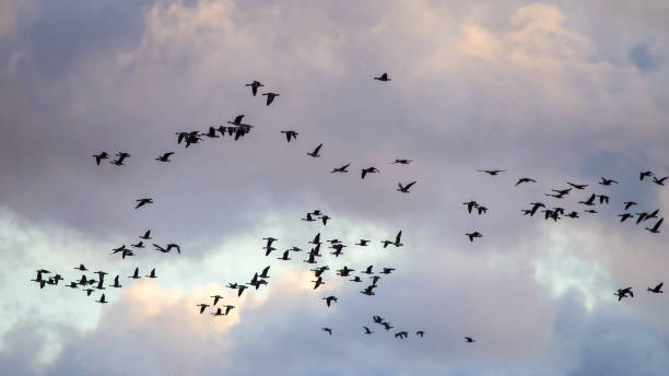 istock A flock of geese flies through the cloudy sky. 2187369340