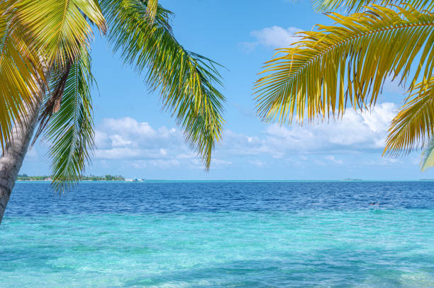 Tropical coconut palm trees and turquoise sea with sunny blue sky copy space scene