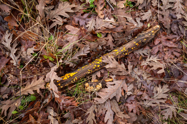 istock Yellow lichen growing on a fallen branch among dry oak leaves 2187371305