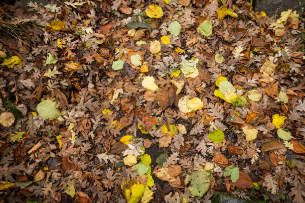 istock Fallen autumn leaves covering forest floor 2187371341