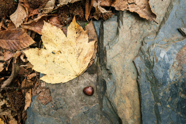 istock Yellow maple leaf and chestnut on slate rock 2187371543
