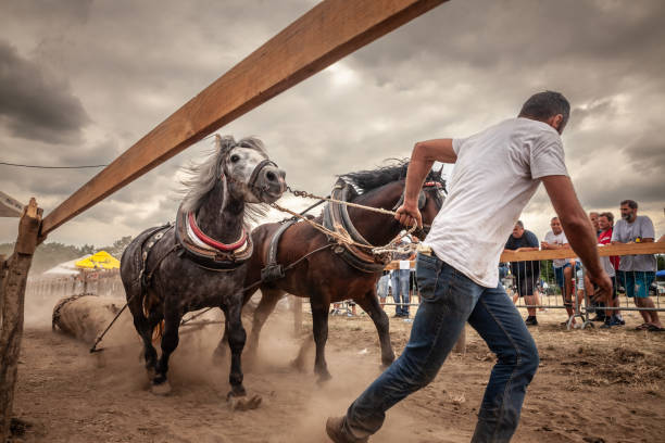 Ruma, Serbia - June 25, 2024: Picture of men taming horses in the Rumska Straparijada market, with a horse pulling a trunk. During the Straparijada festival in Ruma, Serbia, a man is captured taming powerful horses as they pull trucks, exemplifying traditional Serbian agricultural practices and deep-rooted equestrian heritage. This event highlights the strength and importance of horses in rural Serbian life, reflecting cultural traditions and the close relationship between humans and animals in agriculture. The image offers a glimpse into the cultural fabric of Serbia, where such festivals preserve and celebrate historical farming techniques and community spirit.