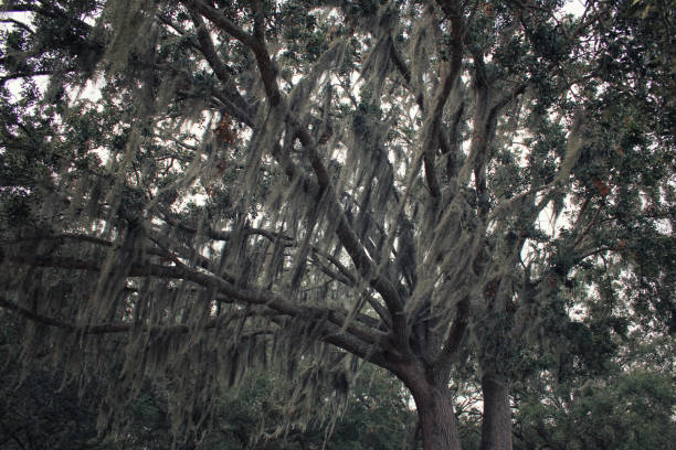 Spanish Moss hangs from a tree in Brunswick, Georgia, USA.