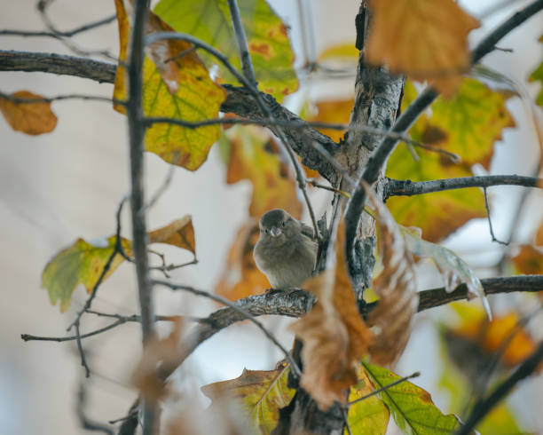 Philly Finch - Philadelphia