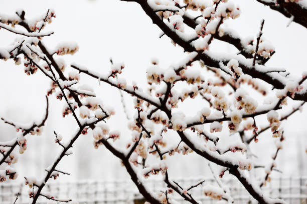 Snow capped plum blossoms