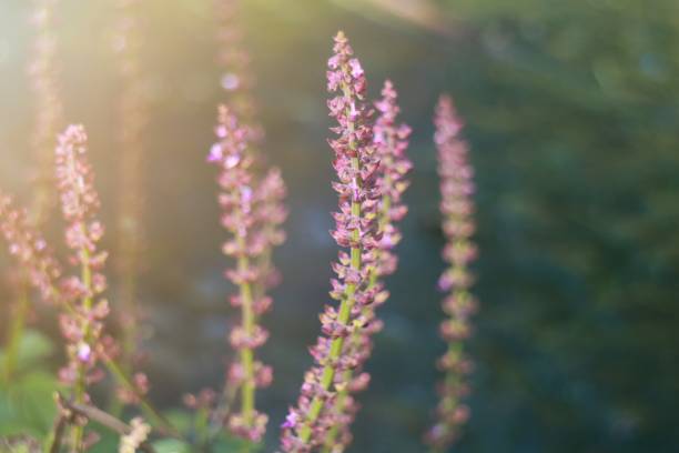 istock Close-up View of Delicate Wildflower Stems Under Soft Sunlight 2187381599