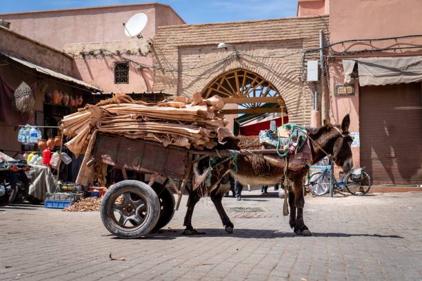 istock Donkey with cart in Moroccan market 2187382373