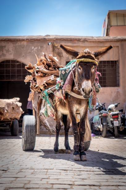 istock Donkey pulling cart in Moroccan market 2187382440