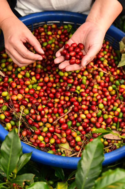 istock close up of fresh coffee beans 2187388567