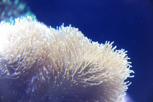 close up on sea anemone on the reef