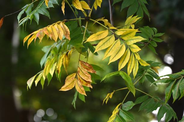 istock Pistacia chinensis autumn leaves. Anacardiaceae dioecious deciduous tree. 2187391155