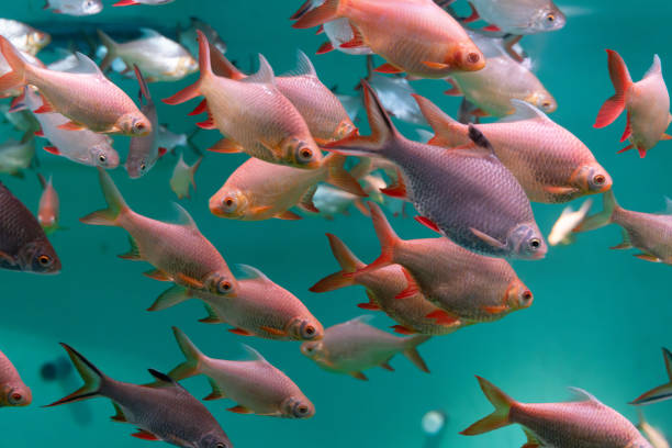 Moon gourami Trichopodus microlepis floating among algae