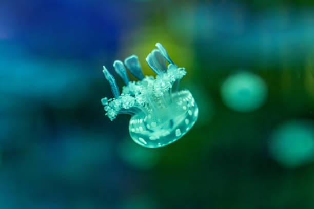 A swimming jellyfish in an aquarium