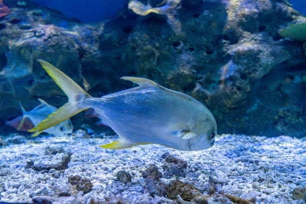 Tropical ornamental fish in aquarium