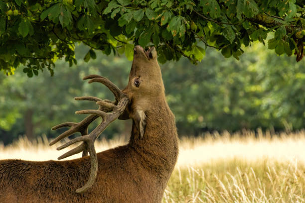 Red deer (Cervus elaphus) in Richmond park, London, UK