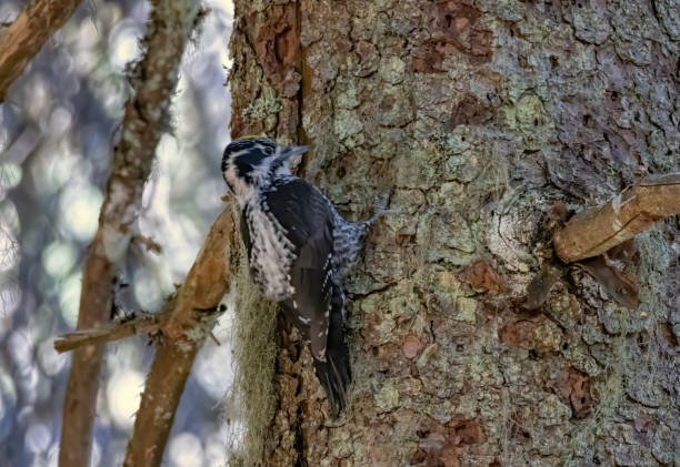 istock Three-toed Woodpecker in a natural habitat 2187395363