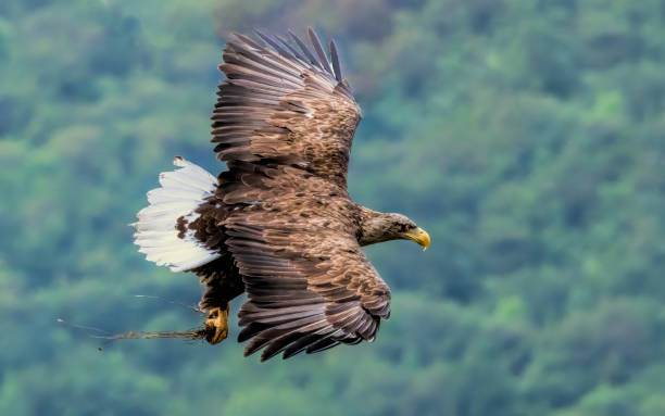 istock White-tailed Sea eagle sitting on feeding station 2187395476