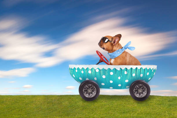 bulldog enjoy his ride in easter egg - happy easter concept