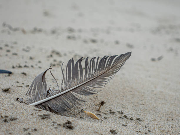 A feather lies gently on a sandy beach, surrounded by small sea shells and fine grains of sand, capturing the tranquility of a coastal landscape. Soft light enhances the serene environment.
