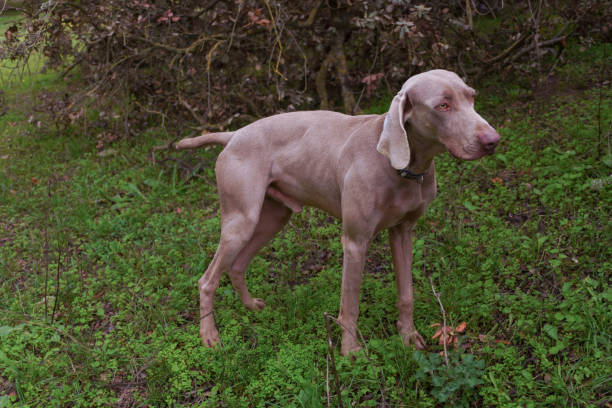 istock weimaraner in a green meadow 2187398013