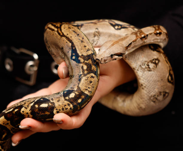 istock A person is holding a snake in their hand 2187400279