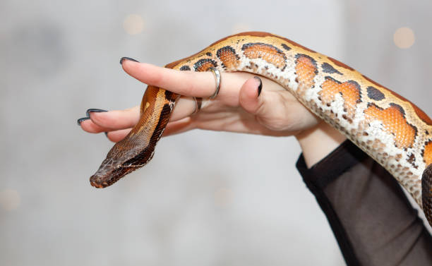 istock A person is holding a snake in their hand 2187400292