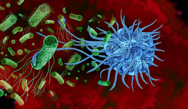 Phagocyte Attacking Bacteria Phagocyte Attacking Bacteria as a white blood cell or leukocyte immune cell that engulfs and digests harmful particles with extended pseudopodia to protect the body. phagocytosis diagram stock pictures, royalty-free photos & images