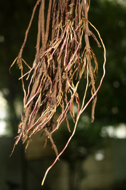Aerial roots of Indian banyan (Ficus benghalensis) tree descending from branches to the ground. Indian banyan (Ficus benghalensis), commonly known as the banyan, banyan fig and Indian banyan, is a tree native to the Indian Subcontinent. Specimens in India are among the largest trees in the world by canopy coverage. It produces propagating roots which grow downwards as aerial roots. Once they reach the ground they grow into woody trunks. Because of this characteristic and its longevity, this tree is considered immortal and is an integral part of the myths and legends of India and is considered sacred. Fig seeds that pass through the digestive system of birds are more likely to germinate and sprout earlier. It is also the national tree of India. banyan tree peepal tree leaf stock pictures, royalty-free photos & images