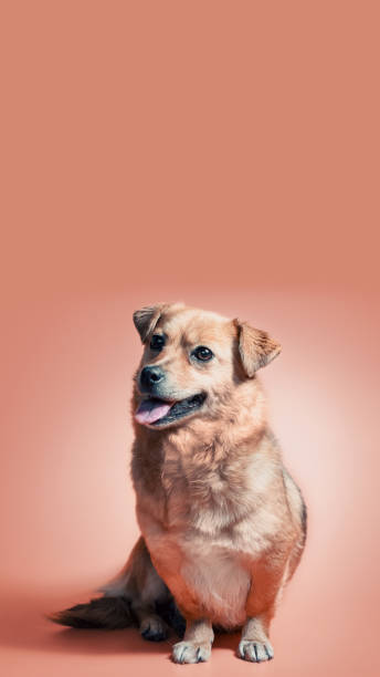 istock joyful smiling mongrel red dog on a peach colour background 2187401189