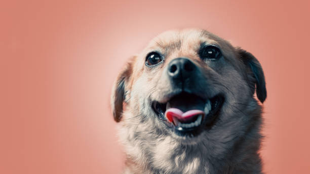 istock joyful smiling mongrel red dog on a peach colour background 2187401190