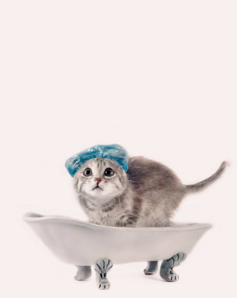 istock grooming gray kitten in a blue shower cap scared in a toy white ceramic bath on legs 2187401204