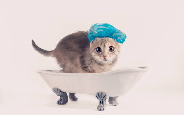 grooming gray kitten in a blue shower cap scared in a toy white ceramic bath on silver legs