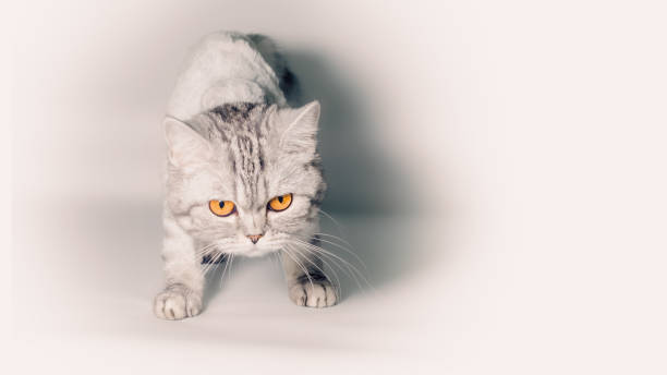 istock gray cat with big yellow eyes isolated on a white background close up 2187401208