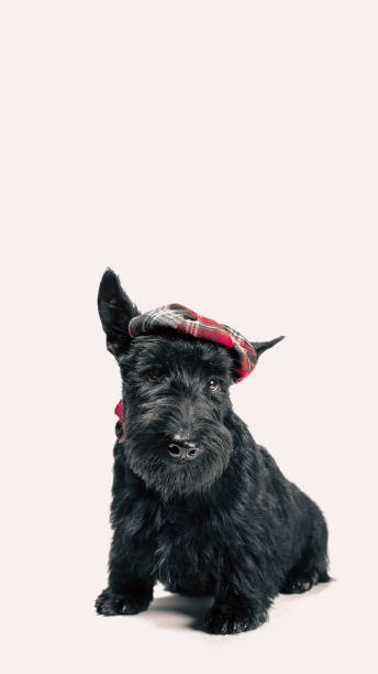 istock black scottish terrier puppy on a white background 2187401269