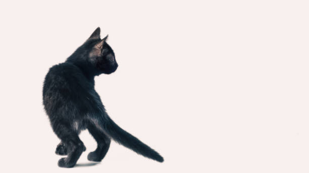 istock rear view of a black cat on a white background 2187401301