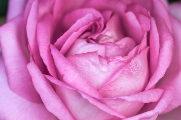 Closeup of pink rose flower for background