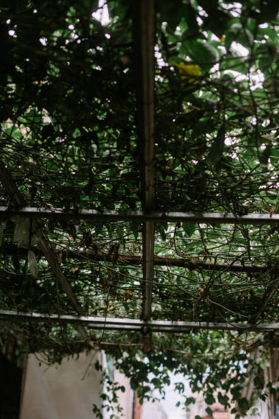 istock A roof covered with lush climbing plants, 2187404770