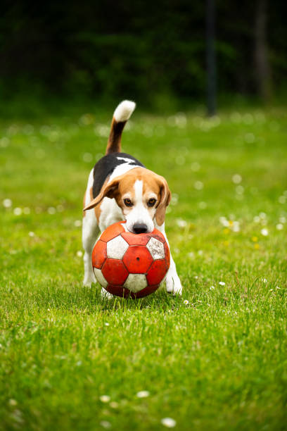 istock Funny Beagle dog playing with ball in backyard 2187404807