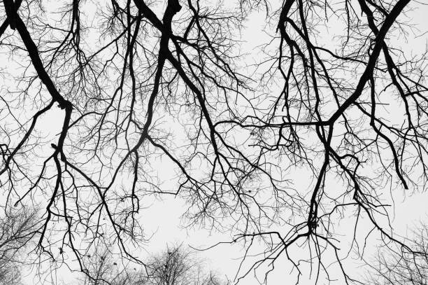 istock Black and white trees silhouettes on sky background. 2187404866