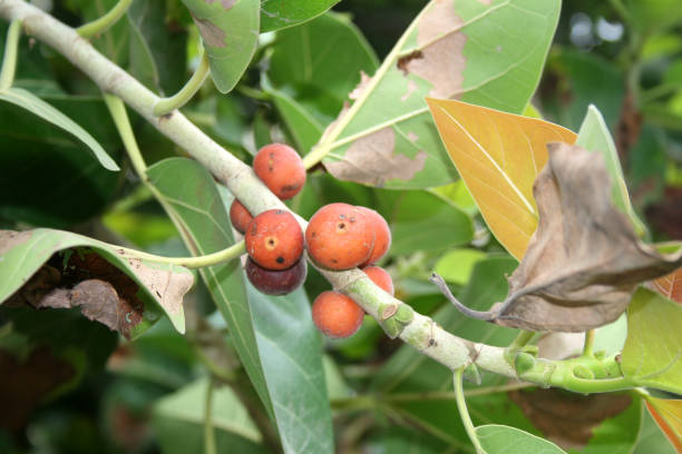 Fruits of Indian banyan (Ficus benghalensis) tree with leaves. Indian banyan (Ficus benghalensis), commonly known as the banyan, banyan fig, is a tree native to the Indian Subcontinent. Specimens in India are among the largest trees in the world by canopy coverage. It produces propagating roots which grow downwards as aerial roots. Once they reach the ground they grow into woody trunks. Because of this characteristic and its longevity, this tree is considered immortal and is an integral part of the myths and legends of India and is considered sacred. Fig seeds that pass through the digestive system of birds are more likely to germinate and sprout earlier. It is also the national tree of India. banyan tree peepal tree leaf stock pictures, royalty-free photos & images