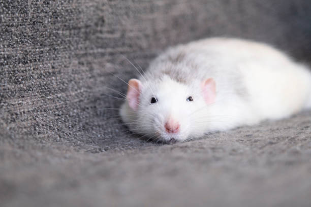 istock little cute rat on gray couch 2187407220